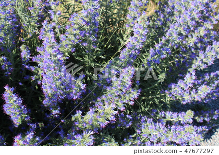 Lupine flowers on Lake Tekapo 47677297