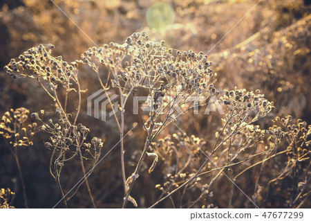 Dried autumn grass as background, screen saver Dried autumn grass as background, screen saver 47677299