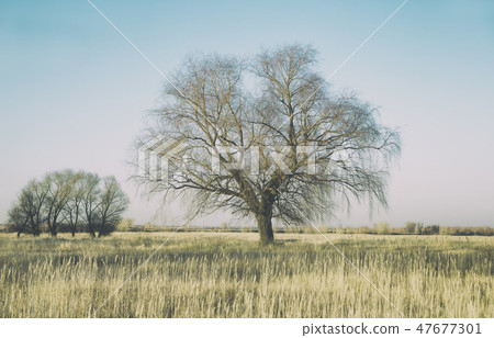 A huge willow on a large autumn field of grass, as a background A huge willow on a large autumn field of grass, as a background 47677301
