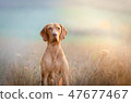 Hungarian hound pointer vizsla dog in autumn time in the field 47677467