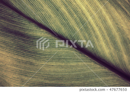 Green leaves Green leaves 47677650