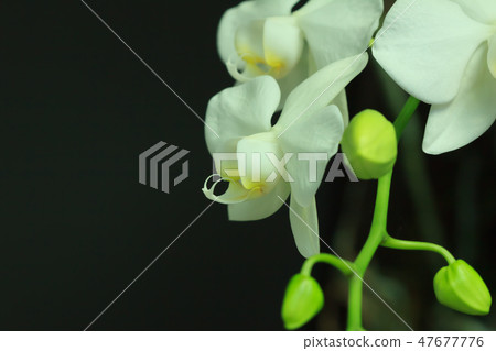 Phalaenopsis, flower, flower Phalaenopsis, flower, flower 47677776