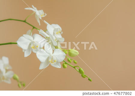 蝴蝶蘭,花朵,花 47677802