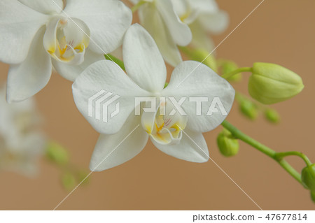 蝴蝶蘭,花朵,花 蝴蝶蘭,花朵,花 47677814