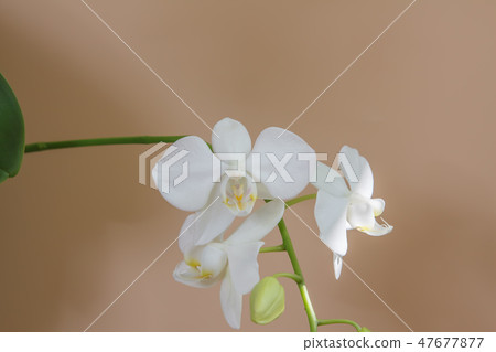 Phalaenopsis, flower, flower Phalaenopsis, flower, flower 47677877
