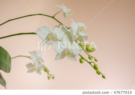 Phalaenopsis, flower, flower Phalaenopsis, flower, flower 47677919