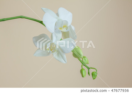 Phalaenopsis, flower, flower 47677936