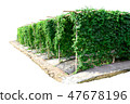 Agricultural vegetable farm bitter gourd garden 47678196