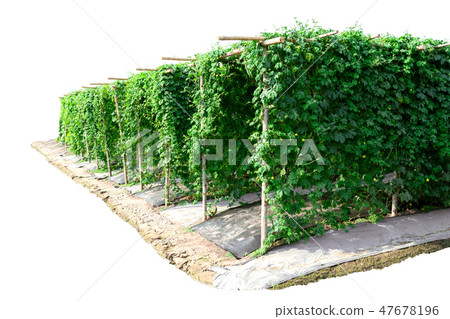 Agricultural vegetable farm bitter gourd garden Agricultural vegetable farm bitter gourd garden 47678196