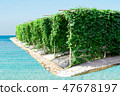 Agricultural vegetable farm bitter gourd garden 47678197