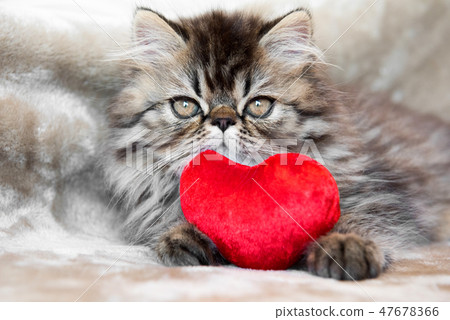 Funny Persian kitten cat with red heart 47678366