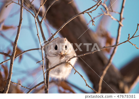 埃佐莫加 埃佐莫加 47678381