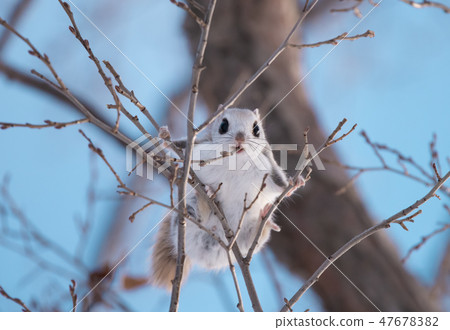 Ezomomonga Ezomomonga 47678382