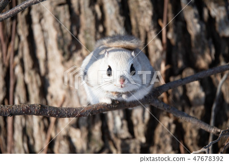 Ezomomonga Ezomomonga 47678392