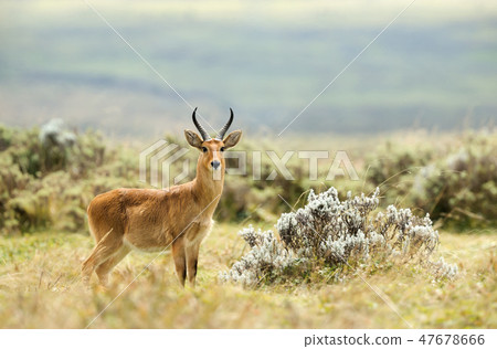 Close up of a Bohor Reedbuck in Gaysay Grasslands 47678666