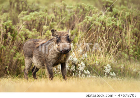 Close up of a common Warthog standing in the grass Close up of a common Warthog standing in the grass 47678703