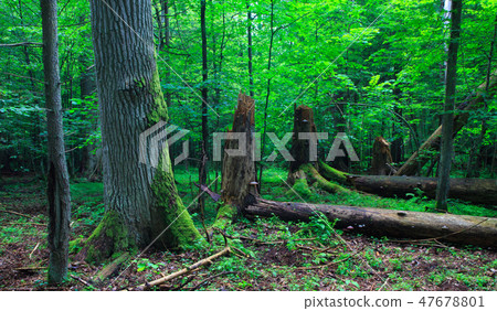 Huge old oak tree moss wrapped 47678801