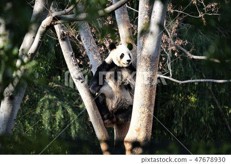 Panda Panda 47678930