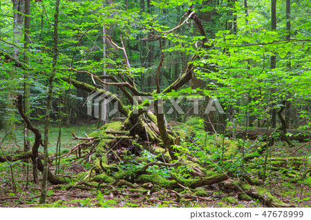 Deciduous stand of Bialowieza Forest in summer 47678999