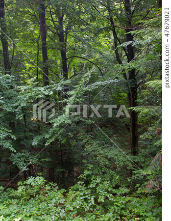 Lush foliage of summetime beech stand 47679021