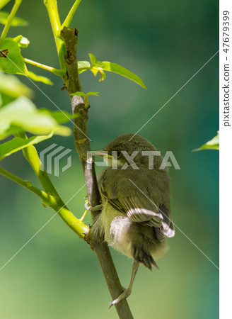 Juvenile Common Whitethroat close-up Juvenile Common Whitethroat close-up 47679399