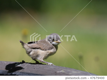 Juvenile Common Whitethroat close-up Juvenile Common Whitethroat close-up 47679400