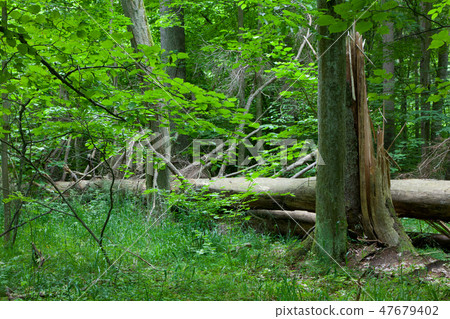Old broken spruce in summertime forest stand Old broken spruce in summertime forest stand 47679402