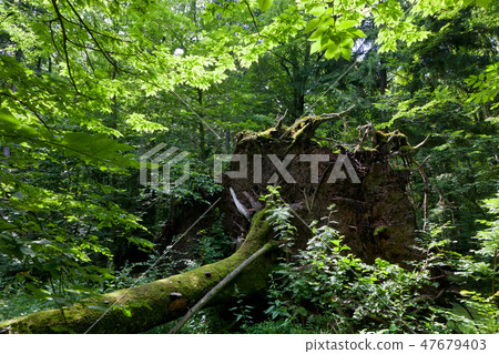 Wind fall over huge spruce tree in summer Wind fall over huge spruce tree in summer 47679403