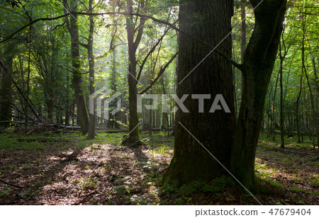 Summer sunset with light entering deciduous stand Summer sunset with light entering deciduous stand 47679404