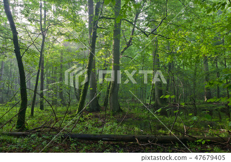 Old oak and hornbeams insummer deciduous stand Old oak and hornbeams insummer deciduous stand 47679405