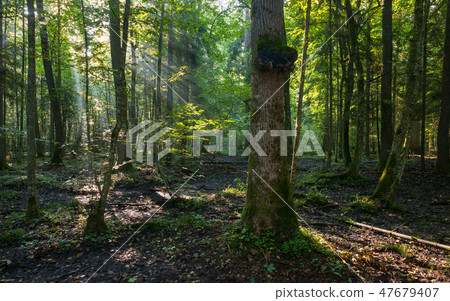 Natural deciduous stand in morning Natural deciduous stand in morning 47679407