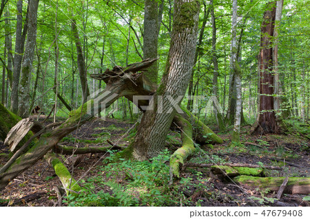 Old ash tree branch broken lying 47679408