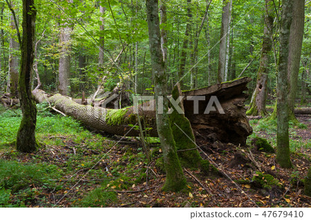 Autumnal deciduous stand with dead tree Autumnal deciduous stand with dead tree 47679410