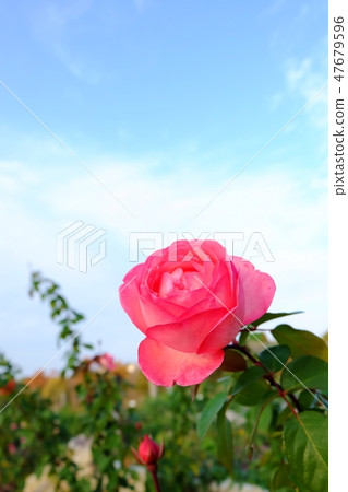 一個玫瑰花園到達了驅動器 一個玫瑰花園到達了驅動器 47679596