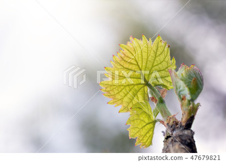 shoots and leaves of grapes on the vine spring 47679821