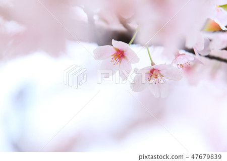 Sakura Sakura Sakura Simei Yoshino 47679839