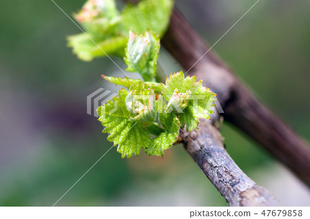 shoots and leaves of grapes on the vine spring 47679858