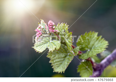 shoots and leaves of grapes on the vine spring 47679868