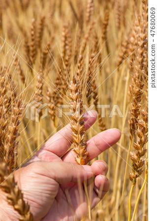 Wheat wheat field check (June) Wheat wheat field check (June) 47680069