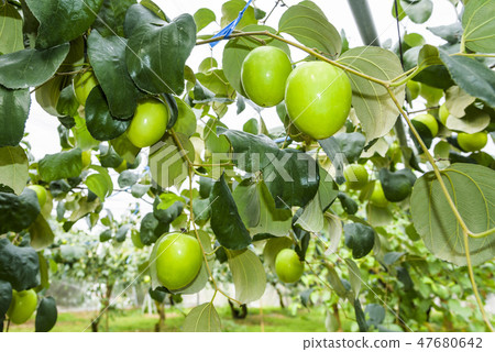 green jujube fruit grows on the jujube tree 47680642