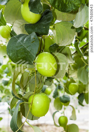 green jujube fruit grows on the jujube tree 47680643