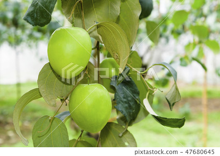 green jujube fruit grows on the jujube tree 47680645