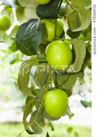 green jujube fruit grows on the jujube tree 47680650