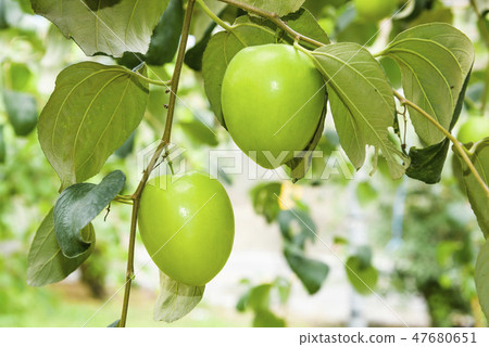 green jujube fruit grows on the jujube tree 47680651