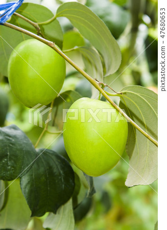 green jujube fruit grows on the jujube tree 47680653