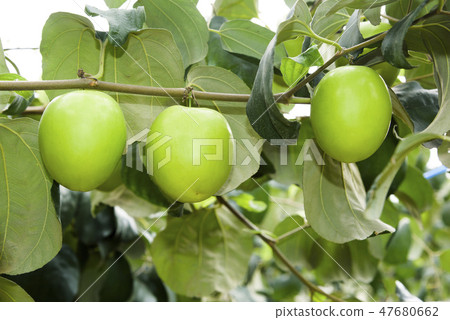 green jujube fruit grows on the jujube tree green jujube fruit grows on the jujube tree 47680662