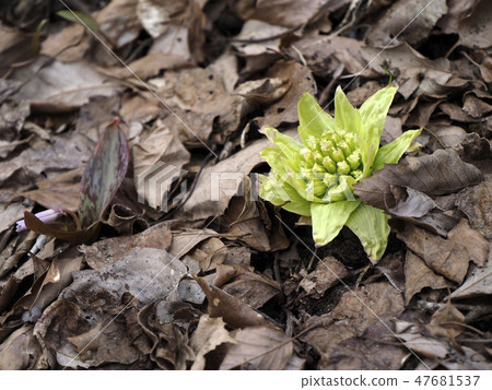 Landscape plant photo Early spring Fukinoto and Katakuri bud Joyful spring Early spring taste Spring sign Landscape plant photo Early spring Fukinoto and Katakuri bud Joyful spring Early spring taste Spring sign 47681537