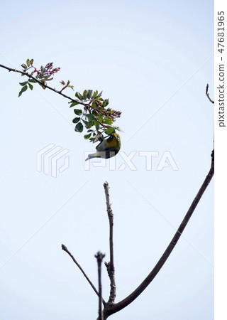 Biological Photography Bird Wild Bird Outdoor White-eye Playing White-eye Playing Wild White-eye White-eye Spring is happy 47681965