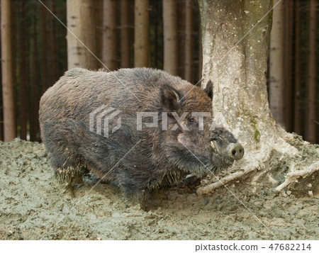 Young adult of Euroasian wild pig - Sus scrofa Young adult of Euroasian wild pig - Sus scrofa 47682214