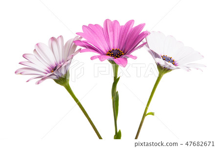 Osteosperumum Flower Daisy Isolated 47682671